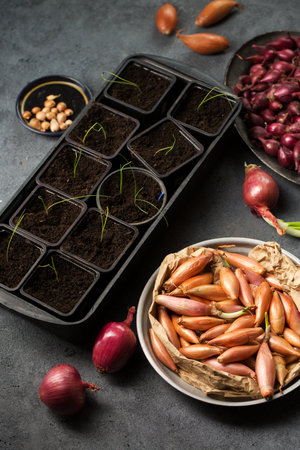 Many different varieties of onions for planting in the ground on a gray backgroundの写真素材
