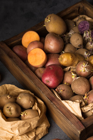 Various varieties of potatoes. Germination of sprouts on potatoes for planting in the groundの写真素材