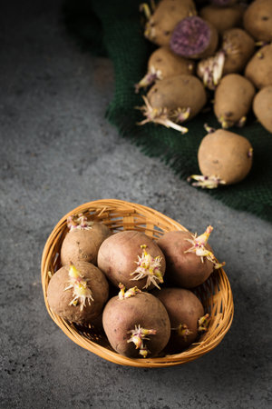 Various varieties of potatoes. Germination of sprouts on potatoes for planting in the groundの写真素材