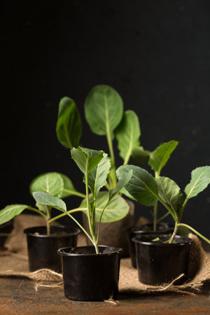 Fresh cabbage seedlings in small containers on a dark backgroundの写真素材