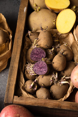 Various varieties of potatoes. Germination of sprouts on potatoes for planting in the groundの写真素材