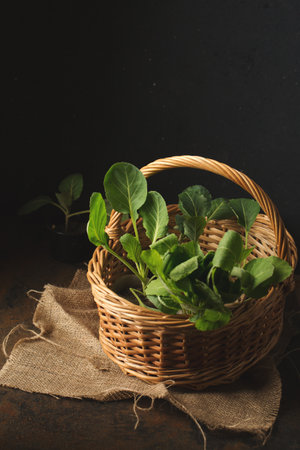 Fresh cabbage seedlings in a vine basket on a dark backgroundの写真素材