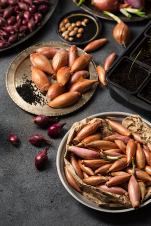 Many different varieties of onions for planting in the ground on a gray backgroundの写真素材