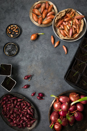 Many different varieties of onions for planting in the ground on a gray backgroundの写真素材
