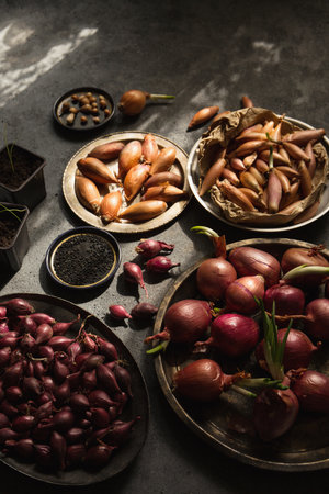 Many different varieties of onions for planting in the ground on a gray backgroundの写真素材
