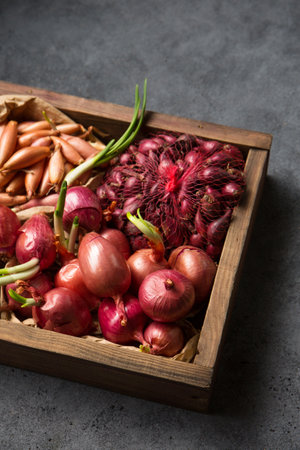 Many different varieties of onions for planting in the ground on a gray backgroundの写真素材