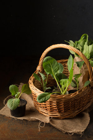 Fresh cabbage seedlings in a vine basket on a dark backgroundの写真素材