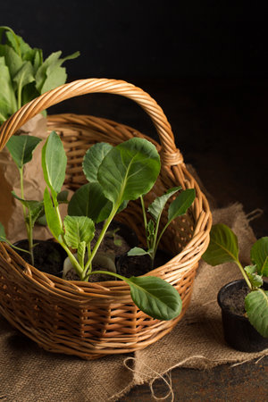 Fresh cabbage seedlings in a vine basket on a dark backgroundの写真素材