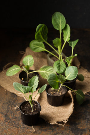 Fresh cabbage seedlings in small containers on a dark backgroundの写真素材