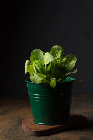 cabbage seedling in a small bucket on a dark backgroundの写真素材