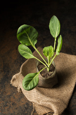 Fresh cabbage seedling in small containers on a dark backgroundの写真素材
