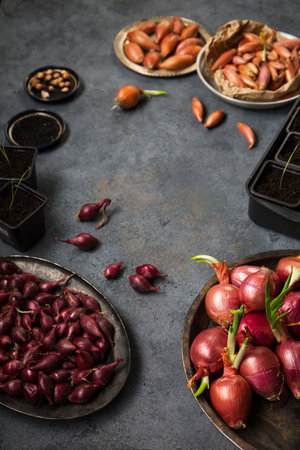 Many different varieties of onions for planting in the ground on a gray backgroundの写真素材