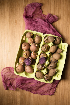 Germination of sprouts on potatoes for planting in the groundの写真素材