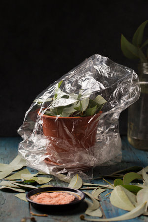 Cuttings of eucalyptus shoots with rooting agent powder on a wooden backgroundの写真素材