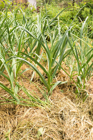 Young garlic in a bed mulched with hay, a permaculture method of growing plants in the gardenの写真素材
