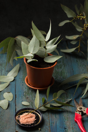 Cuttings of eucalyptus shoots with rooting agent powder on a wooden backgroundの写真素材