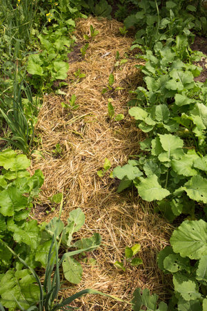mixed landings in a bed mulched with hay, a permaculture method of growing plants in the gardenの写真素材