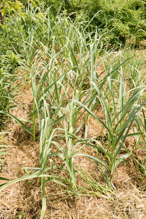 Young garlic in a bed mulched with hay, a permaculture method of growing plants in the gardenの写真素材