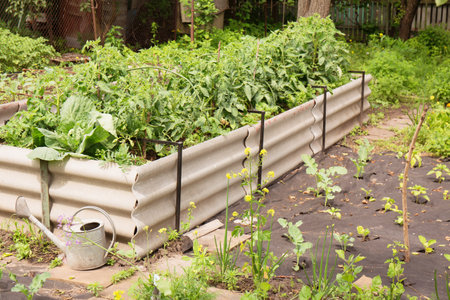 Growing vegetables in raised beds and on agrofibre in the gardenの写真素材