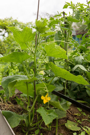 Cultivation of cucumber on a high bed in the gardenの写真素材