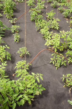 Growing tomatoes on agrofibre in the gardenの写真素材