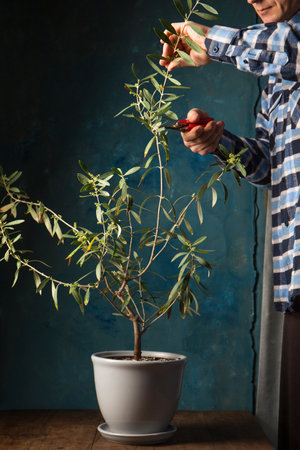 A man cuts an olive tree with secateurs on a wooden tableの写真素材