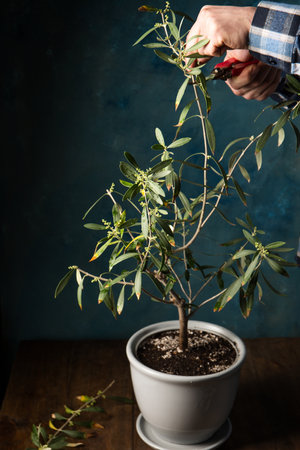 A man cuts an olive tree with secateurs on a wooden tableの写真素材