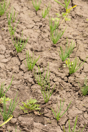 young green onion in dried cracked earth in garden. Dry weather during global warmingの写真素材