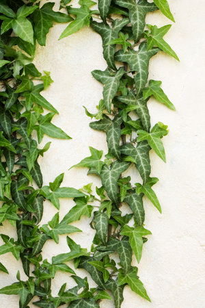 Evergreen ivy weaves along the wall Beautiful background with organic elementsの写真素材