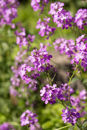 Blooming fragrant matiola, night violet in the gardenの写真素材