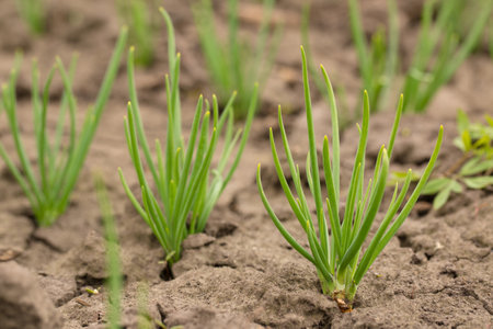 young green onion in dried cracked earth in garden. Dry weather during global warmingの写真素材