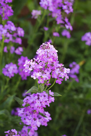 Blooming fragrant matiola, night violet in the gardenの写真素材