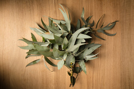Beautiful sprigs of eucalyptus with silver gray leaves on a wooden backgroundの写真素材