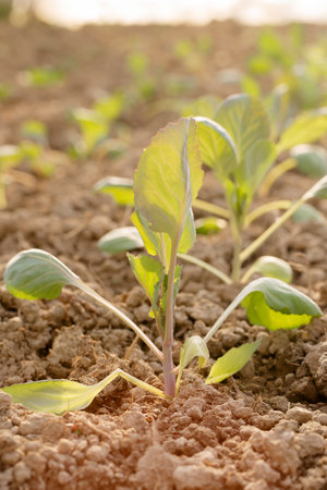 Young cabbage grow in a garden bed on a sunny dayの写真素材