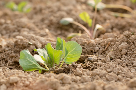 Young cabbage grow in a garden bed on a sunny dayの写真素材