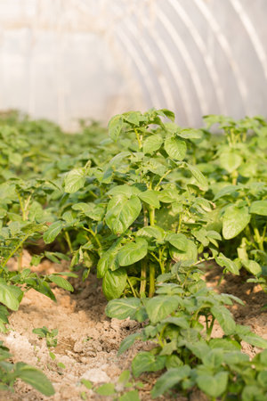 Young potatoes grow in a greenhouse for an early harvestの写真素材