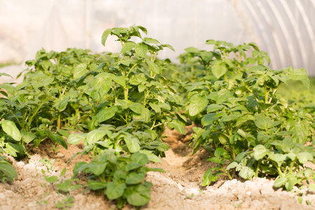 Young potatoes grow in a greenhouse for an early harvestの写真素材