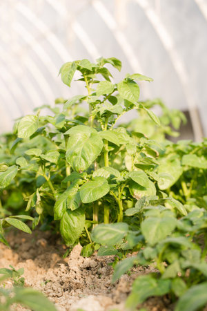 Young potatoes grow in a greenhouse for an early harvestの写真素材