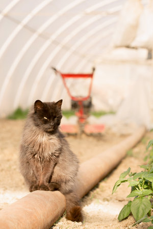 Old black cat in the spring garden on the garden bedの写真素材