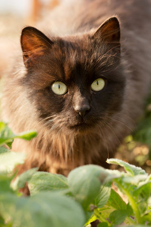 Old black cat in the spring garden on the garden bed, close-upの写真素材