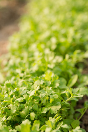 Fresh sharp watercress salad on the bedの写真素材