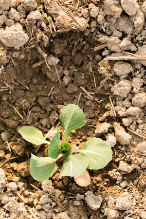 Young cabbage grow in a garden bed on a sunny dayの写真素材