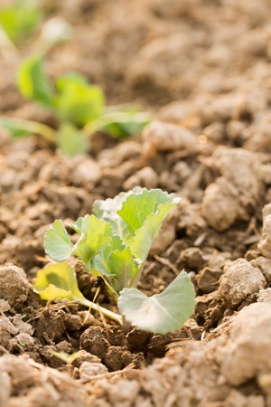 Young cabbage grow in a garden bed on a sunny dayの写真素材