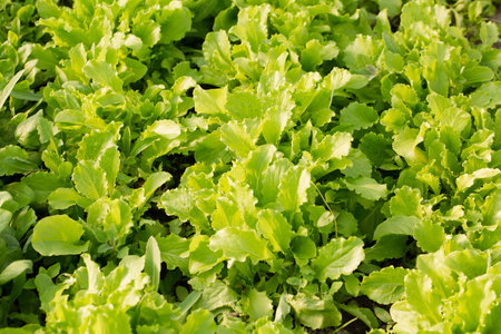 Young salad lettuce grow in a garden bed on a sunny dayの写真素材