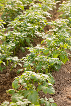 Young potatoes grow in a greenhouse for an early harvestの写真素材
