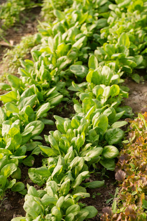 Young spinach grow in a garden bed on a sunny dayの写真素材