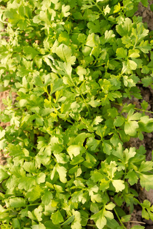 Fresh sharp watercress salad on the bedの写真素材