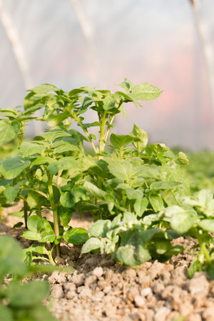 Young potatoes grow in a greenhouse for an early harvestの写真素材
