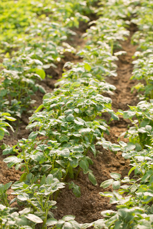 Young potatoes grow in a greenhouse for an early harvestの写真素材
