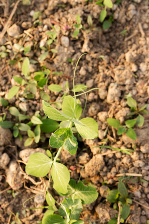 Young green peas grow in a garden bed on a sunny dayの写真素材